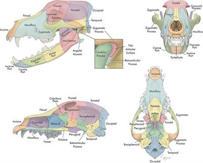 Craniomaxillofacial Trauma in Dogs—Part I: Fracture Location, Morphology and Etiology